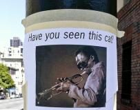 Have you seen this cat